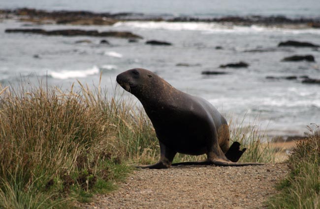 Catlins
