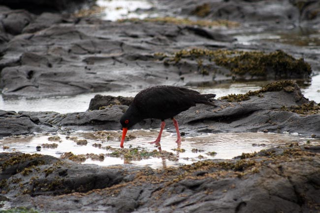 Catlins